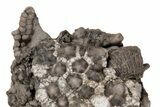 Fossil Crinoid (Gilbertsocrinus) - Crawfordsville, Indiana #216143-2